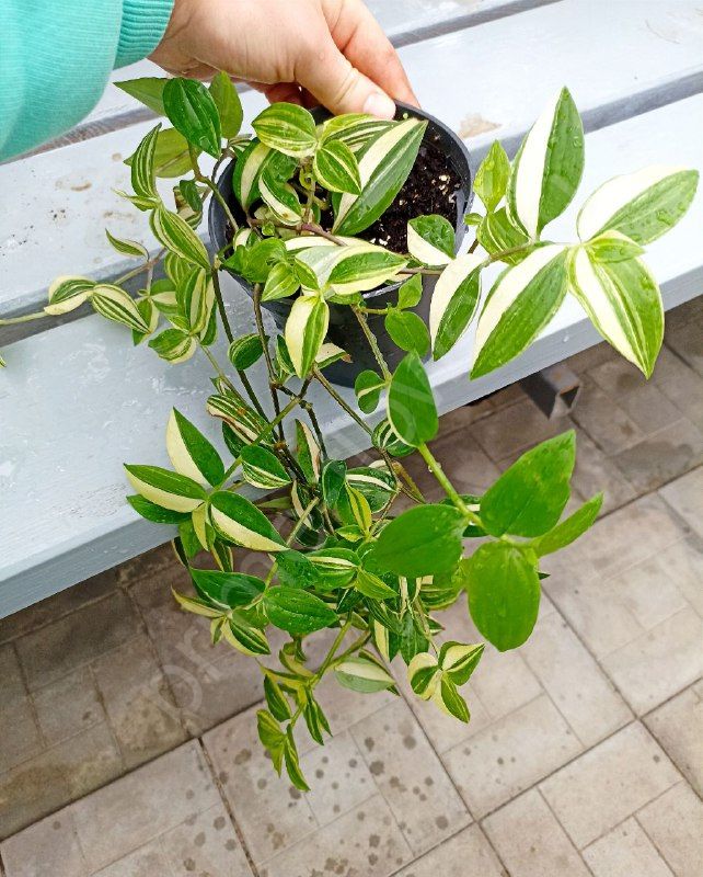 Традесканция Аурея