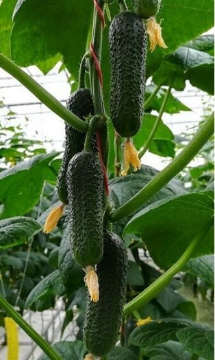 Огурец партенокарпический Баварец F1, 50шт семян