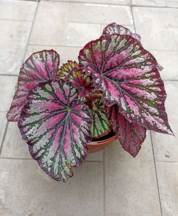 Бегония королевская Charlotte