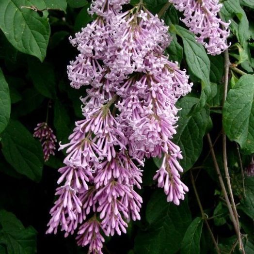 Сирень венгерская