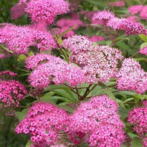 Спирея японская Магнум Роуз