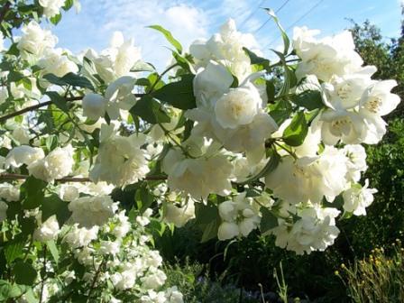 Чубушник (жасмин садовый) Шнештурм