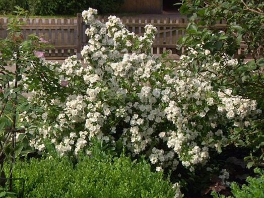 Чубушник Дам Бланш (Philadelphus Dame Blanche)