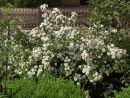 Чубушник Дам Бланш (Philadelphus Dame Blanche)