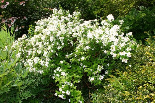 Чубушник Манто Дэрмин (Philadelphus Manteau d'Hermine)