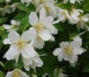 Чубушник Монблан (Philadelphus Mont Blanc)