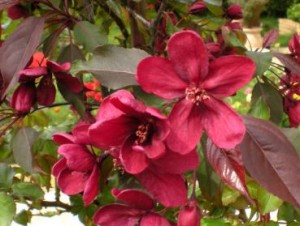 Яблоня декоративная Роялти