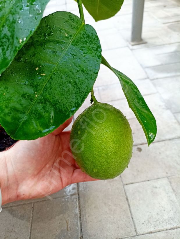 Лимон "Пандероза" с плодами