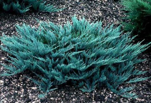 Можжевельник горизонтальный Блу Чип (Juniperus horizontalis Blue Chip)