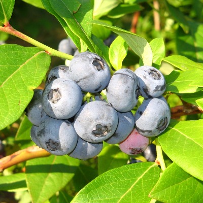 Голубика садовая Денис Блю