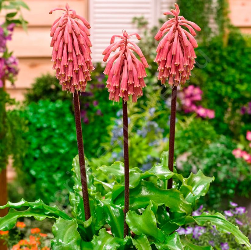 Вельтгеймия "Зимний факел"(Veltheimia)