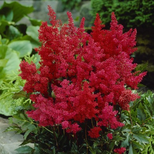 Астильба Арендса Этна (Astilbe arendsii Etna)