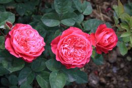 Купить саженцы Розы Академия (Rose Accademia) в Нижнем Новгороде - Гарден Флора