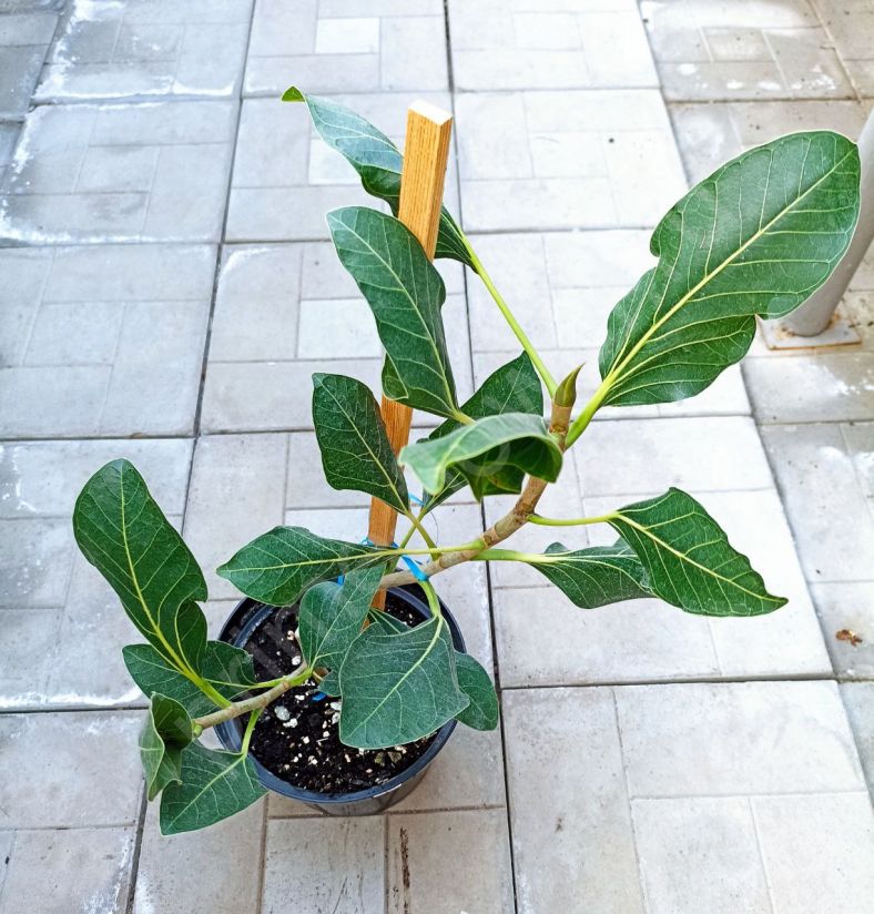 Фикус Бенгальский Кришны