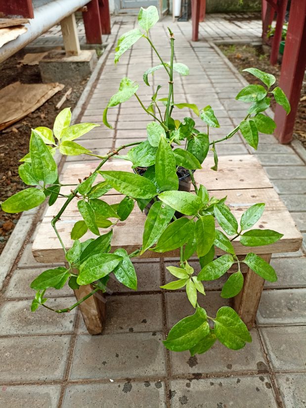 Антуриум пятилопастной