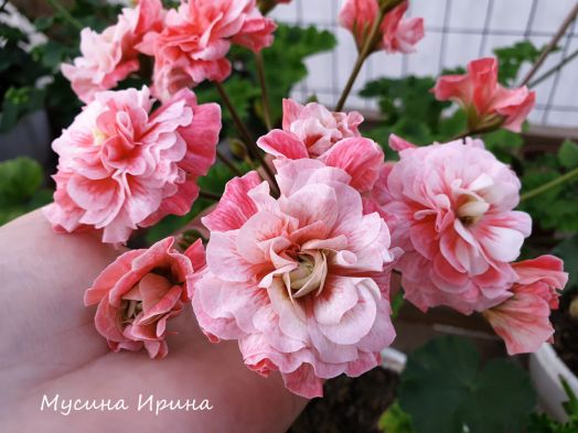 ЮВ_Карфаген № 0350