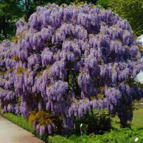 Вистерия (глициния) Sinensis