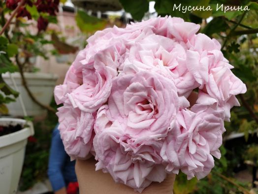 Achievement № 1701