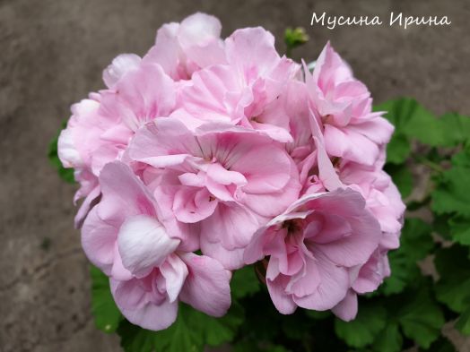 Alex kitson № 0102