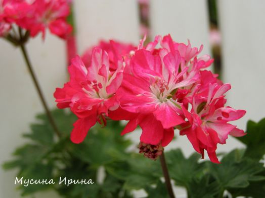 Antonia Scammell № 0902