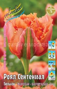 Тюльпан Роял Сентениал (Royal Sentenial)  МАХРОВЫЙ+БАХРОМЧАТЫЙ 11/12, 1 шт.