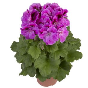 Пеларгония королевская Elegance Nicolette