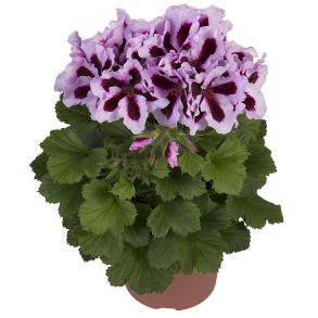 Пеларгония королевская Elegance Patricia