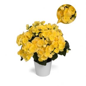 бегония элатиор ilona Вlitz