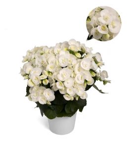 бегония элатиор ilona White Netja