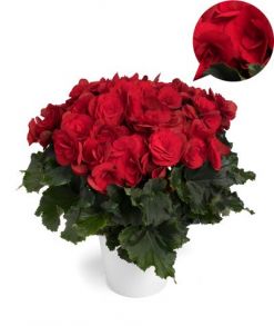 бегония элатиор Barkos Berseba Red