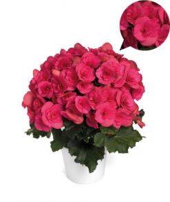 бегония элатиор Barkos Bela Lilaspink