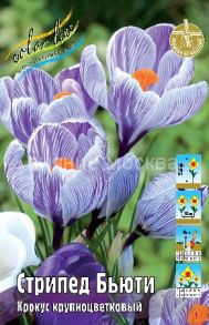 Крокус Стрипед Бьюти, 7/8 , 1 шт