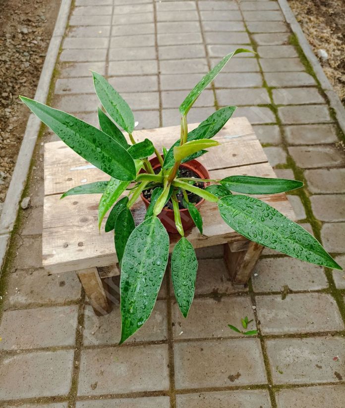 Филодендрон Мартианум (Philodendron Martianum)