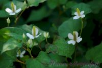 Хауттюйния сердцевидная / Houttuynia cordata