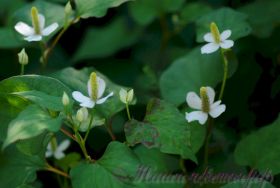 Хауттюйния сердцевидная / Houttuynia cordata ( 3 корневища )