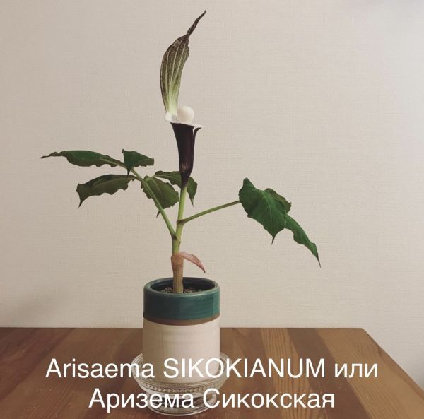 Arisaema SIKOKIANUM или Аризема Сикокская