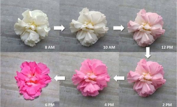 Hibiscus mutabilis - гибискус изменчивый