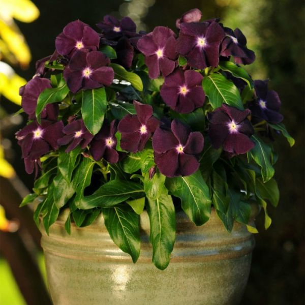 Катарантус Блэкберри