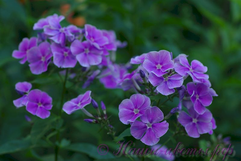 Флокс 'Морской волк' / Phlox 'Morskoj volk'