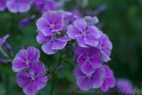 Флокс 'Морской волк' / Phlox 'Morskoj volk'