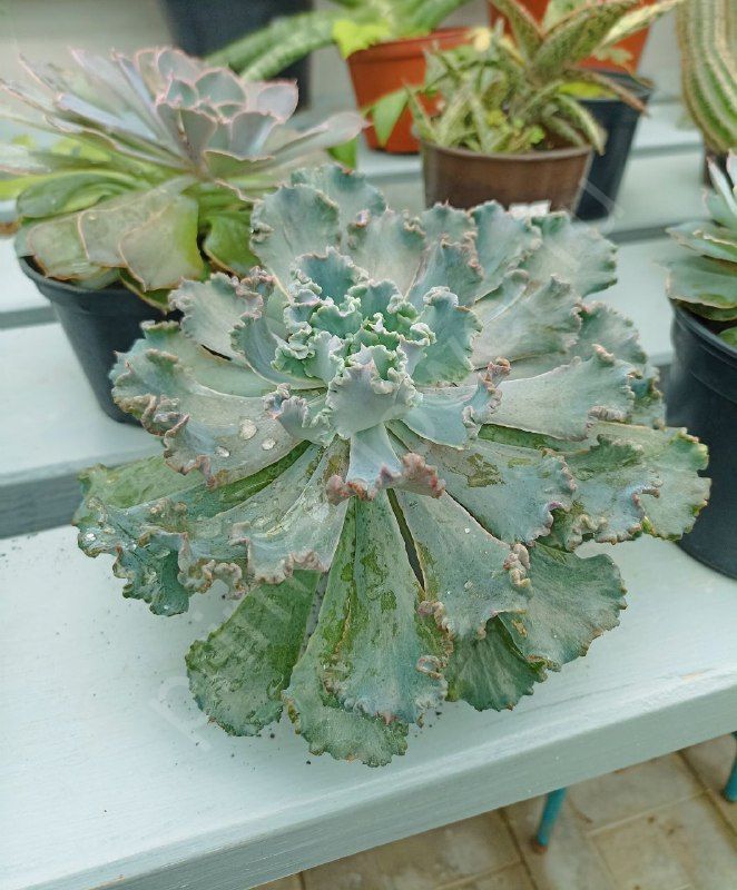 Эхеверия Шавиана "Каменная роза"