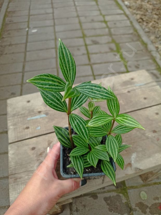 Пеперомия Ямчатая