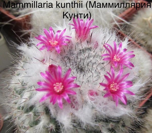 Mammillaria kunthii (Маммиллярия Кунти)