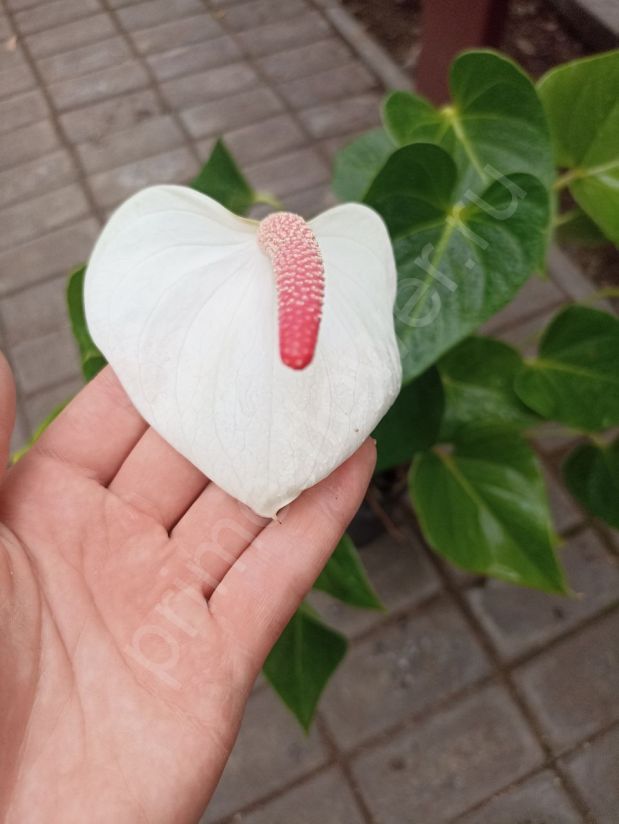 Антуриум Андрэ "Beauty White"