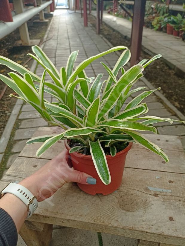 Нидуляриум Эль Ниндо