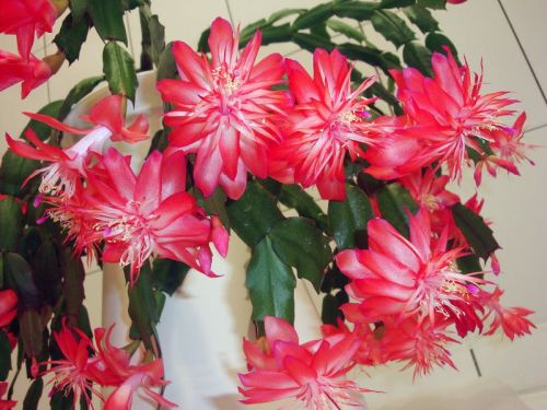 Шлюмбергера Laranja Dobrada