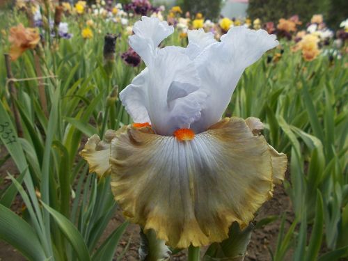 SNAPARAZZI ( Blyth '11 )