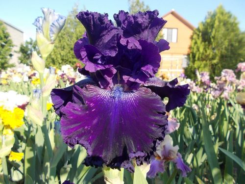 Hollywood Nights (Голливуд Найтс)