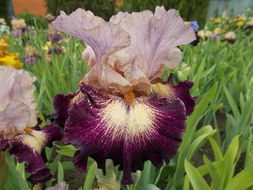 ВЕСЁЛАЯ    КАРУСЕЛЬ (VESIOLAYA KARUSEL )(Рябых 2011)