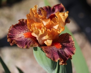 ALAIA (T. Johnson 2018)